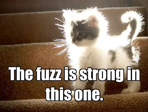 Star Wars Meme Fuzzy Kitten The Force Fuzz is Strong With This one 